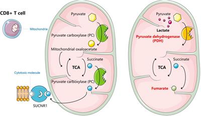 How lactate affects immune strategies in lymphoma